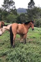 Famai tem 15 cavalos para adoo na Unidade de Acolhimento Provisrio de Animais