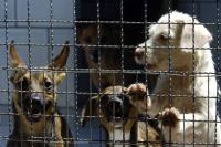 Vigilncia Epidemiolgica de Itaja refora a preveno de mordeduras de animais