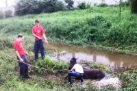 Defesa Animal resgata gua em ribeiro na Itaipava