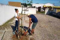 Municpio de Itaja realiza plantios de mudas de rvores