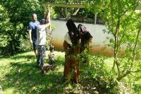 Municpio de Itaja realiza plantios de mudas de rvores